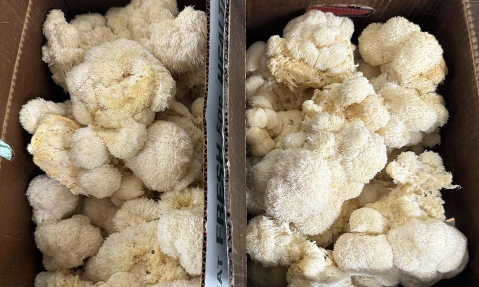 Lion's Mane mushrooms for cognitive support