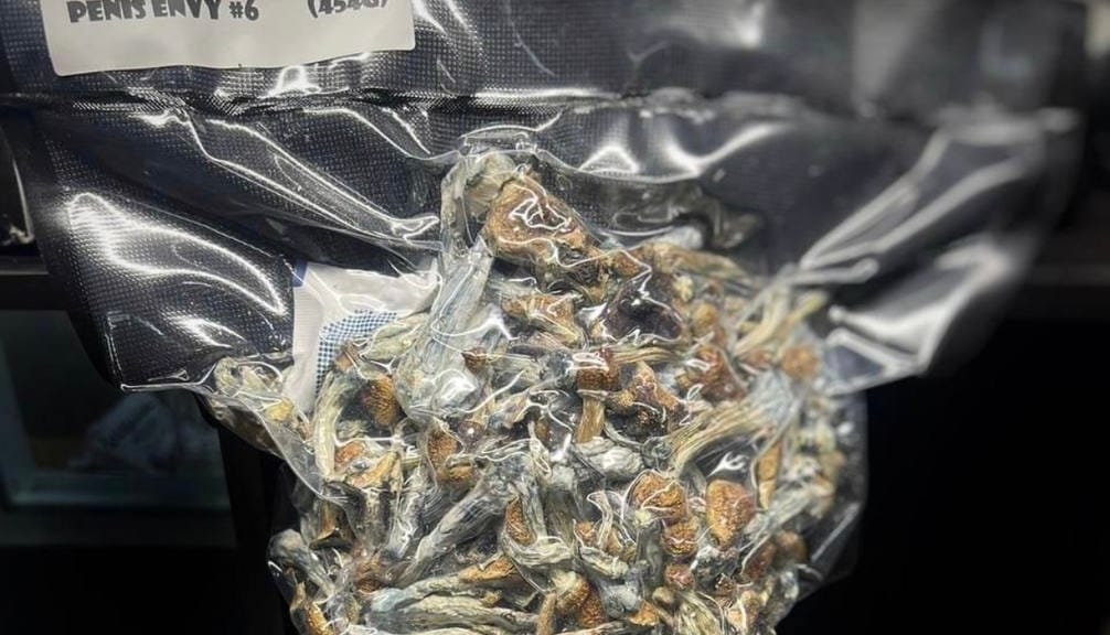 Penis Envy psilocybin mushrooms