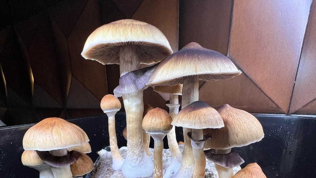 Dried Golden Teacher psilocybin mushrooms